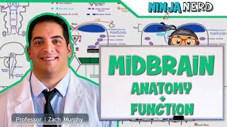 Neurology  Midbrain Anatomy amp Function [upl. by Marciano553]