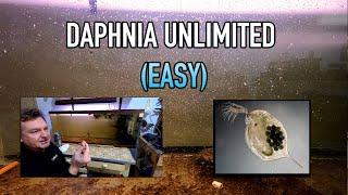 How I Raise Daphnia Water Fleas And You Can Too [upl. by Knuth]