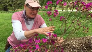 Azalea Pruning [upl. by Siger]