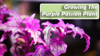 Purple Passion Plant Care  Gynura aurantiaca How to Grow Houseplants [upl. by Latreese]