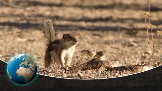 Unexpected Beauty and Unequal Duels in Saguaro National Park [upl. by Haland]