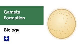 Gamete Formation  Biology [upl. by Rosalynd334]