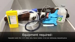 Hypocalcaemia in cattle intravenous IV injection practical [upl. by Phelps744]