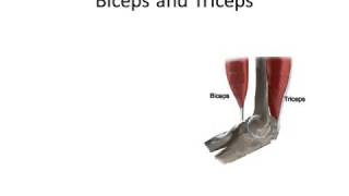 Biomechanics Lecture principles of biomechanics [upl. by Serle]