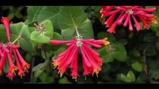 EcoBeneficial Tips Native Honeysuckle [upl. by Darren]