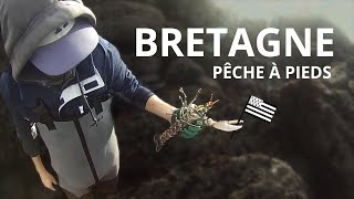 Pêche à pied en Bretagne  Etrilles homard et tourteaux [upl. by Banebrudge]