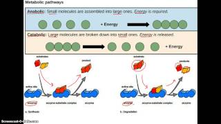 Anabolic vs Catabolic [upl. by Pattison]