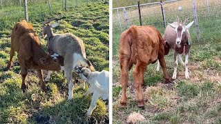 Cow Feeds Milk From Adopted Goat Mother [upl. by Amilb]