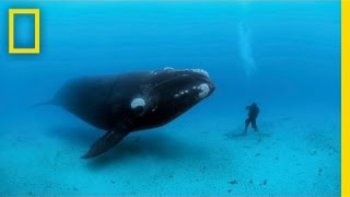 Diving with Whales  Nat Geo Live [upl. by Lunn]