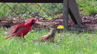 Northern Cardinal Courtship Dance [upl. by Meda]