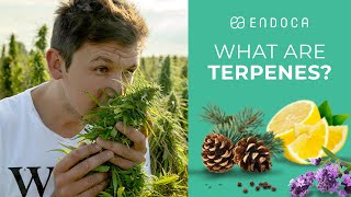 What Are Terpenes And What Do Terpenes Do Endoca© [upl. by Deonne918]