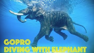 GoPro Swimming Elephant Underwater HD [upl. by Ehtylb]