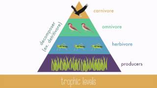 Energy Transfer in Trophic Levels [upl. by Nimzay105]