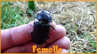 Lucanus cervus  Linnaeus 1758  Lucanidae  Lucane cerfvolant  ParisFrance  062018 [upl. by Finnigan]