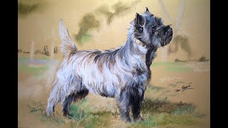 Cairn Terrier Grooming tutorial by Mieke Jansen [upl. by Eremehc]