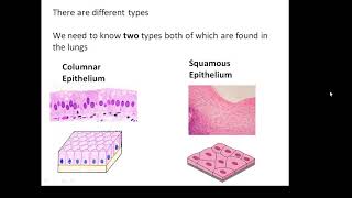 BTEC Applied Science Unit 1 Biology Epithelial Tissue [upl. by Iseabal]