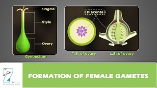 Formation of Female Gametes [upl. by Alyled466]