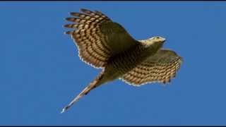 Sparrowhawk Bird Call Bird Song [upl. by Martine915]