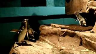 Little blue penguins vocalizing [upl. by Neelsaj]