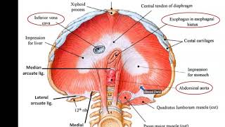 Diaphragm and Mechanism of Respiration  Dr Ahmed Farid [upl. by Ajiat]