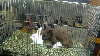 Cute True Dwarf Rabbits  bunnies Mating [upl. by Frayda]