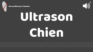 Ultrason contre pour chien [upl. by Atok428]