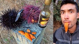 CATCH AND COOK Spiny Sea Urchin UNI [upl. by Felicity]