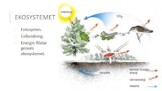 EnergiflÃ¶de och kretslopp [upl. by Willow]