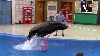 Sea Lions Tonite Full Show at SeaWorld San Diego 62414 [upl. by Barnard100]