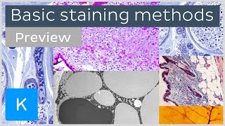 Basic histological staining methods preview  Human Histology  Kenhub [upl. by Cressi]