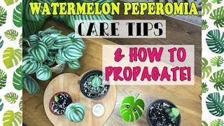 Watermelon Peperomia Care amp How To Propagate 🌱💚 [upl. by Paza595]