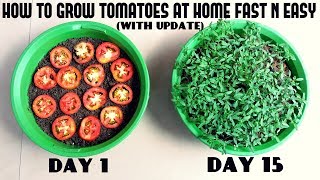 Grow Tomatoes from Tomatoes Easiest Method Ever With Updates [upl. by Ayaladnot]