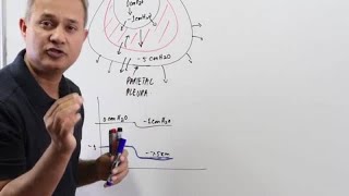 Pulmonary Ventilation System Respiratory [upl. by Nodlehs812]