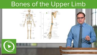 Bones of the Upper Limb – Anatomy  Lecturio [upl. by Akener]