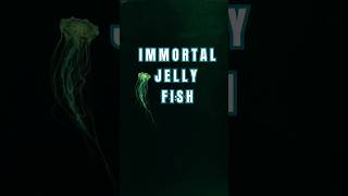 IMMORTAL JELLYFISH [upl. by Greiner443]