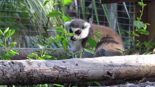 RingTailed Lemur Observation Video [upl. by Wandis74]