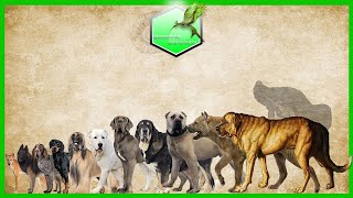 Dog Breeds Size Comparison LIVING EXTINCT [upl. by Elita990]