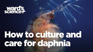 Caring and Culturing for Daphnia [upl. by Llenhoj]