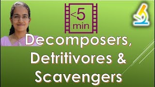 Differentiating Decomposers Detritivores amp Scavengers Ecosystem [upl. by Rip]