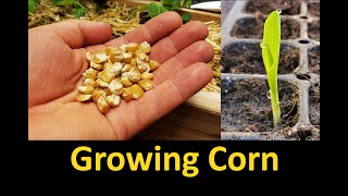 Growing Corn  Part 1 Planting and Germinating [upl. by Esta]