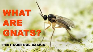 Pest Control Basics What Are Gnats [upl. by Rodolphe]