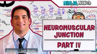 Musculoskeletal System  Neuromuscular Junction Pathologies Part 4 [upl. by Sixel]