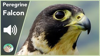 Peregrine Falcon  Sounds [upl. by Mok70]