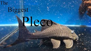 7 Largest Plecos Hypostominae How big will my pleco grow [upl. by Jacqueline]