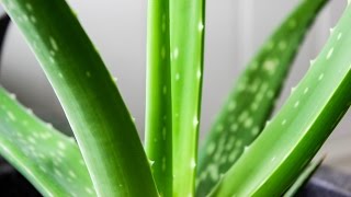 Pruning large Aloe Vera [upl. by Findley]