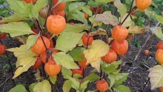 Eating Chinese Lantern Winter Cherry Strawberry Ground Cherry Physalis alkekengi [upl. by Atina]