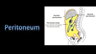 PeritoneumA new file Prof Dr Md Ashfaqur Rahman [upl. by Palladin884]