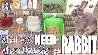 What You Need When You Get A Rabbit [upl. by Rebekkah]