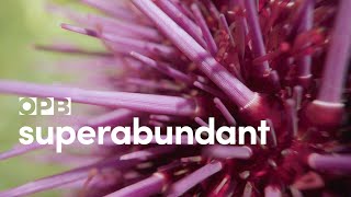 Purple sea urchins delicious explosion Superabundant S1 E2 [upl. by Lion]