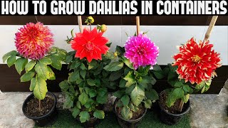 How To Grow Dahlias At Home  FULL INFORMATION [upl. by Huai]